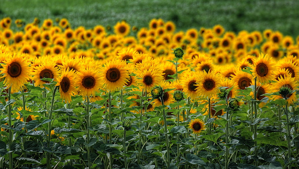 Sunny Panorama